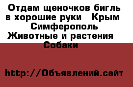 Отдам щеночков бигль в хорошие руки - Крым, Симферополь Животные и растения » Собаки   